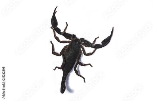 Live scorpion with shadow isolated on the white background, close-up, top view; Dangerous animal