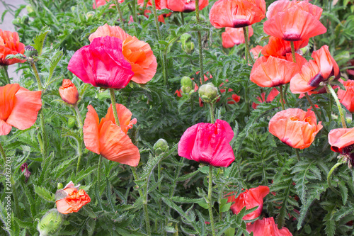 Fototapeta Naklejka Na Ścianę i Meble -  Poppy Flower 