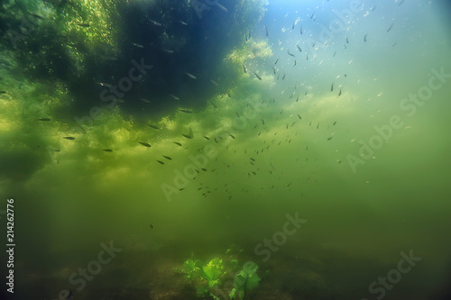 underwater freshwater green landscape   underwater landscape of the lake ecosystem  algae  green water  fresh water