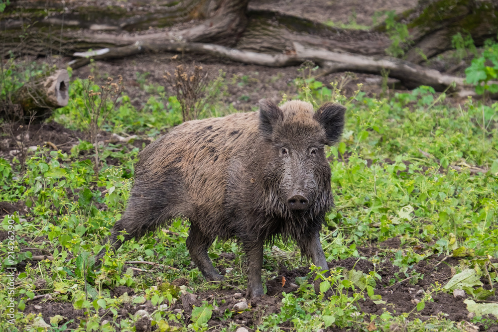Wildschwein blickt her - Augenkontakt Wildschwein blickt her - Augenkontakt