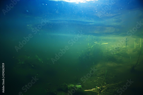 algae in the ocean underwater photo / landscape ecosystem of the ocean, green algae underwater © kichigin19