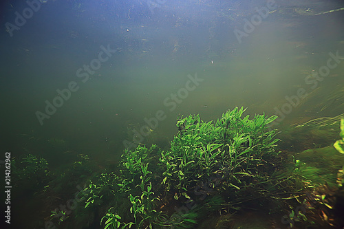 underwater landscape transparent lake   fresh water ecosystem unusual landscape under water