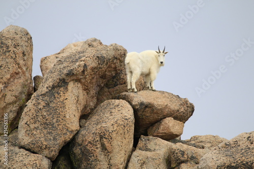 Mountain Goat look out