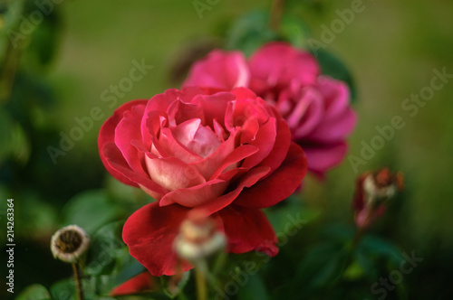 beautiful pink roses close-up on green natural background