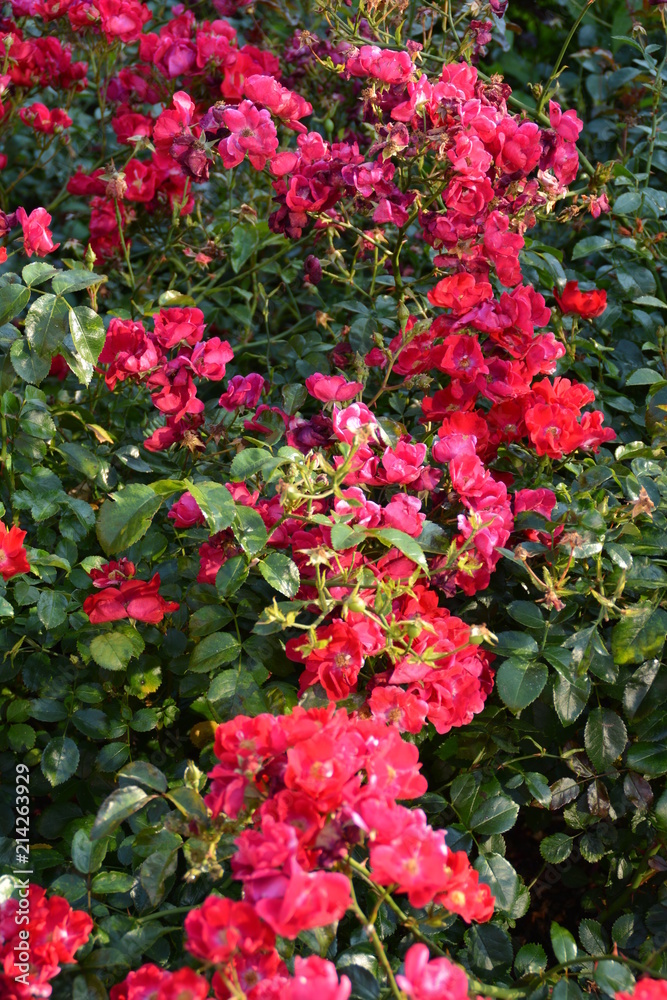 Rosa Blumenbeet