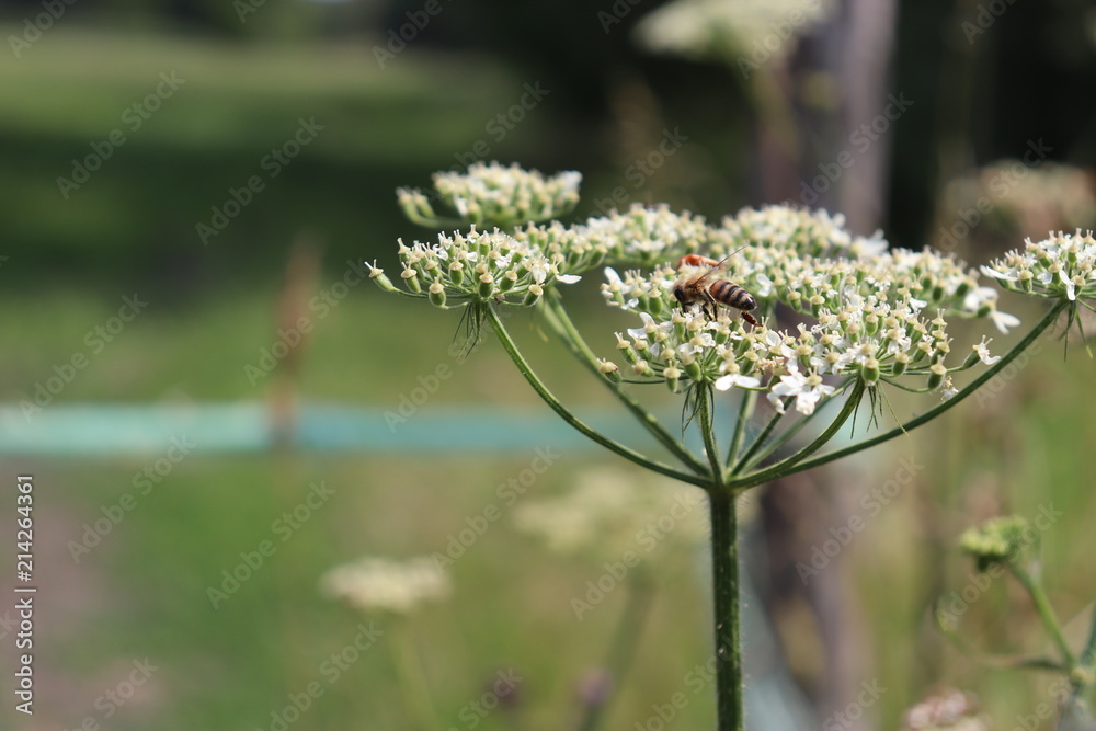 Fototapeta premium Insektenpower