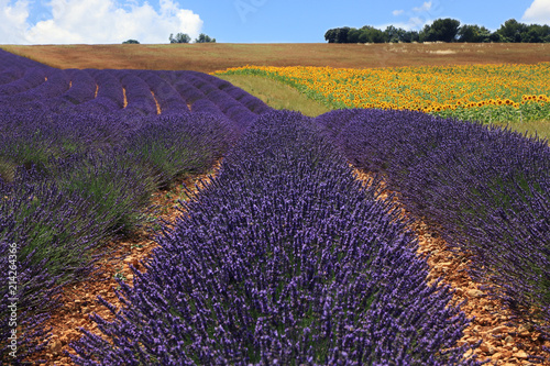 Purple Lavender field with a Sunflower field in the Background in French Provence