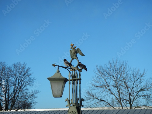 Foto crow on the weathercock