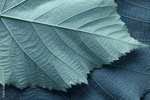 Macro image of blue leaves, natural background
