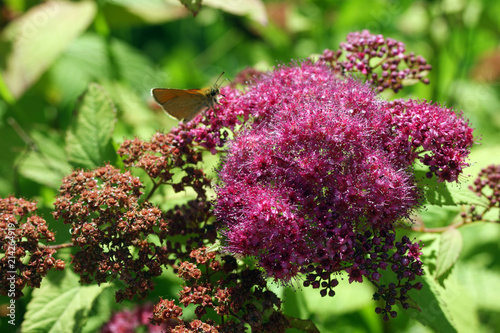 beautiful pink inflorescences photo