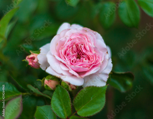 Opened pink rosebud on the bush