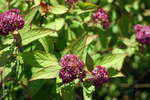 beautiful pink inflorescences photo