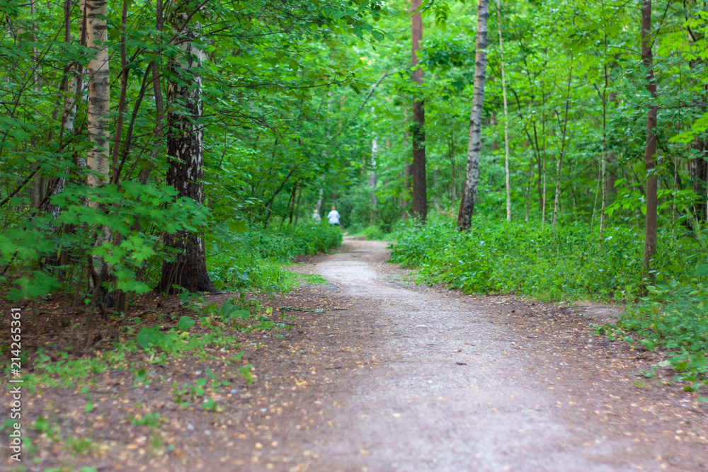 The path in the park in the summer The path in the park in the summer
