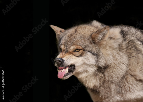 Wolf fletscht die Zähne und legt die Ohren an im Portrait vor schwarzem Hintergrund © Holger T.K.