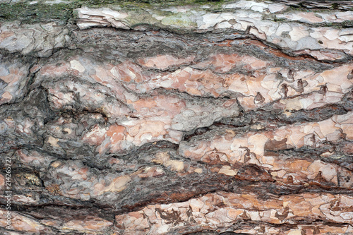 Panoramic photo of relief texture of the bark of pine. Image of a tree bark texture.
