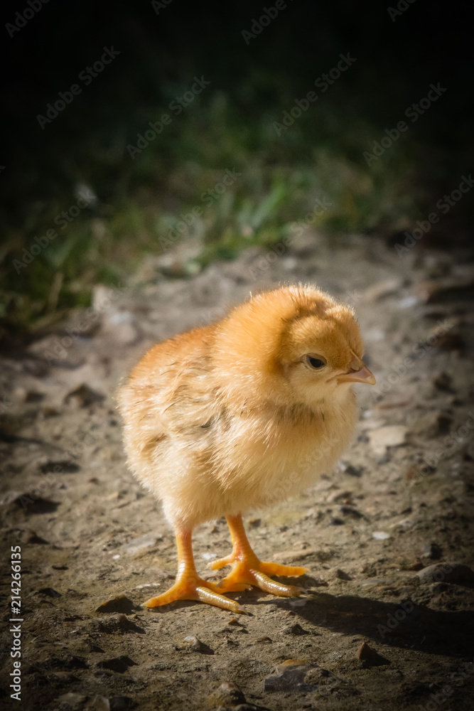 first release of the chicks in the barnyard