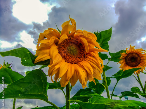Field of sunflower
