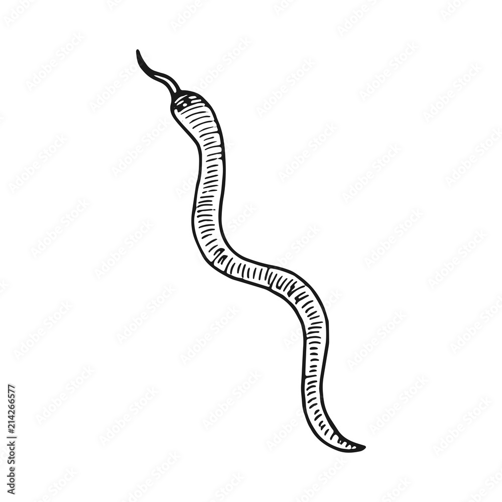Fototapeta premium snake hand drawing vector. vintage insulated element