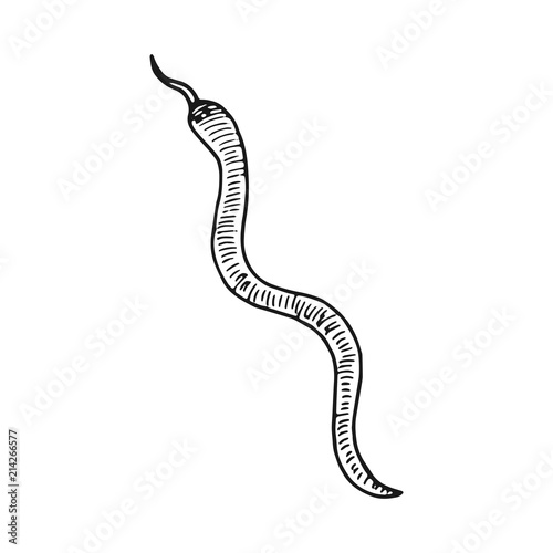 snake hand drawing vector. vintage insulated element