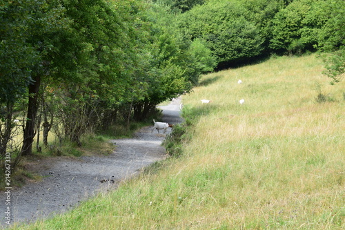Weinfelder Maar photo