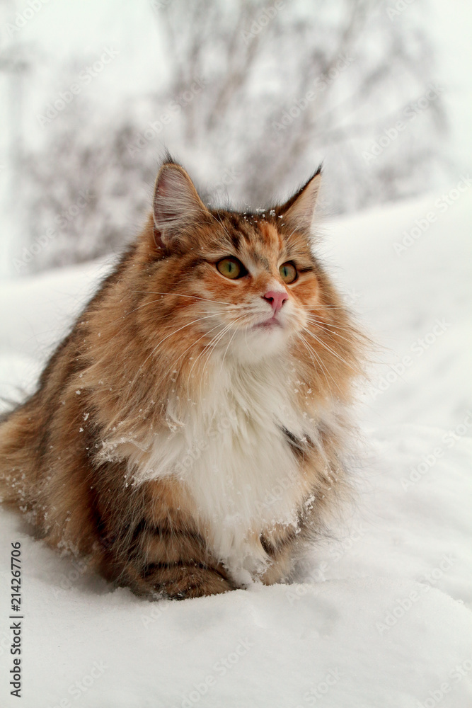 Young norwegian forest cat female wading in snow