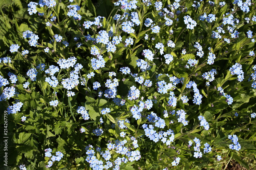 wild flowers forget-me-nots