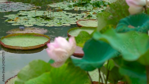 huge blooming water lily lotuses in a tropical park photo