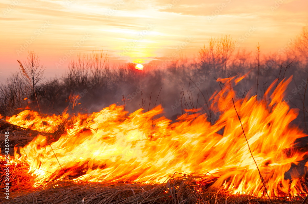 On a hot summer day, dry grass is burning on the field. Burning field with dry grass. On a hot summer day, dry grass is burning on the field. Burning field with dry grass.