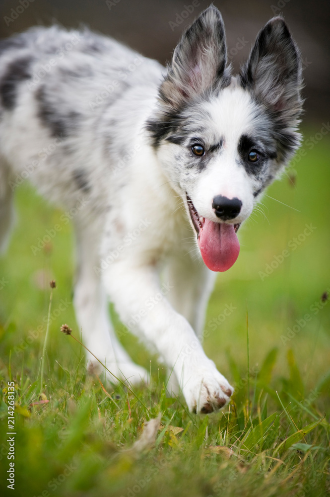 Border Collie Welpe läuft auf die Kamera zu Border Collie Welpe läuft auf die Kamera zu