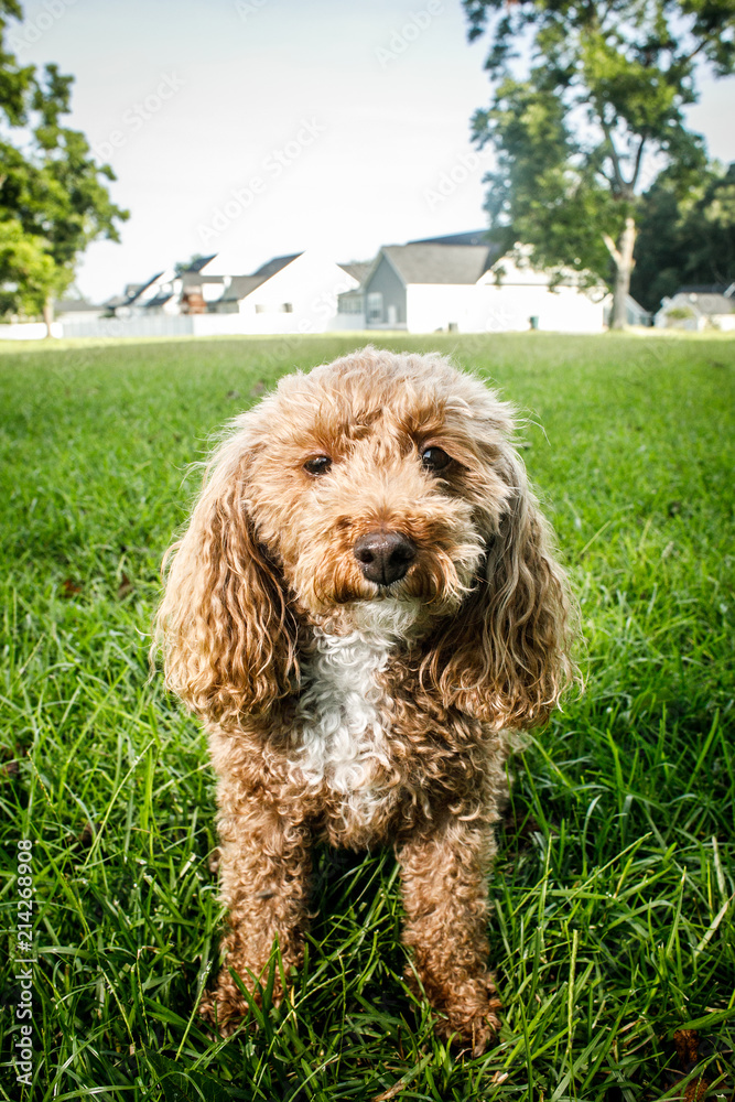 Fluffy Redhead Bichon Poodle Bichpoo Dog Outside in Yard