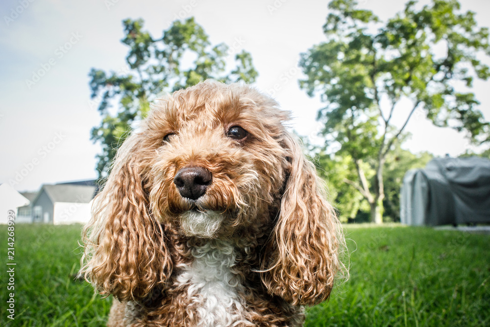 Fototapeta premium Fluffy Redhead Bichon Poodle Bichpoo Dog Outside in Yard