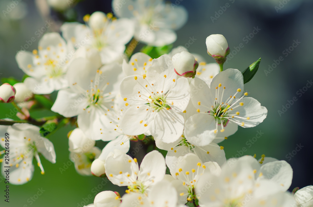 Blossoming of the apricot tree in spring time with white beautiful flowers. Macro image with copy space. Natural seasonal background.