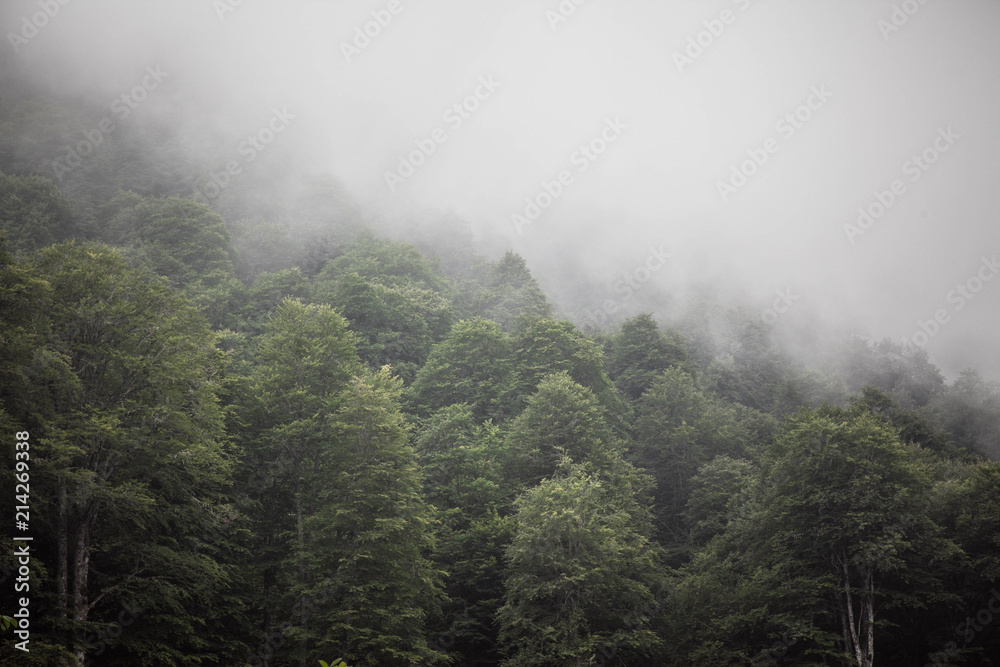 Wild forest Wild forest