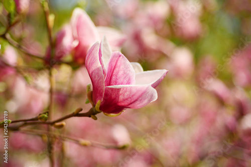 Blossoming of pink magnolia flowers in spring time  floral background