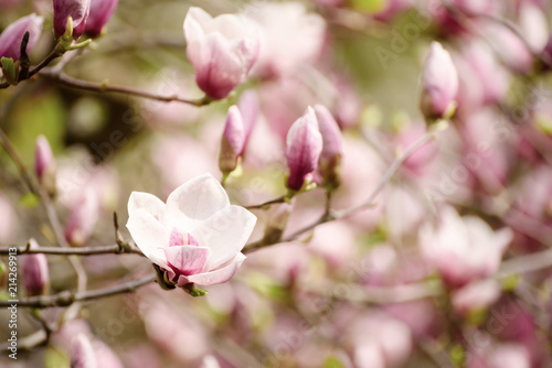 Blossoming of pink magnolia flowers in spring time  floral background