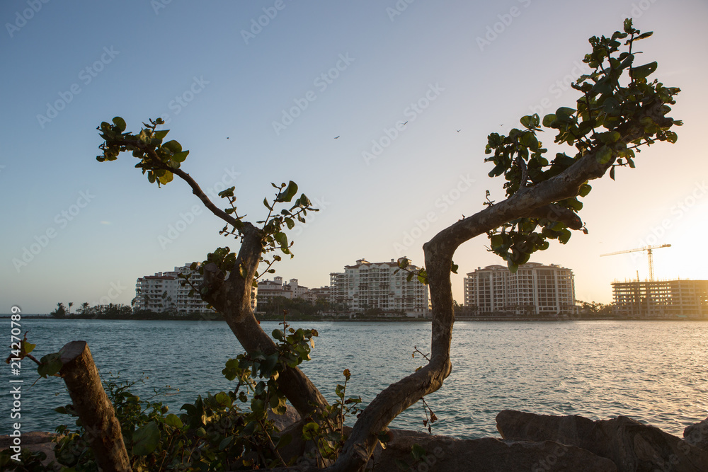 tree with ocean and buildings as a landscape