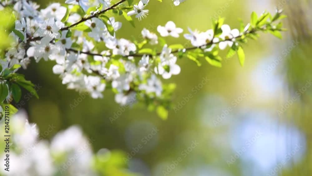 Blue, white and green spring nature background of blurred fresh leaves and flowers. Blue, white and green spring nature background of blurred fresh leaves and flowers.