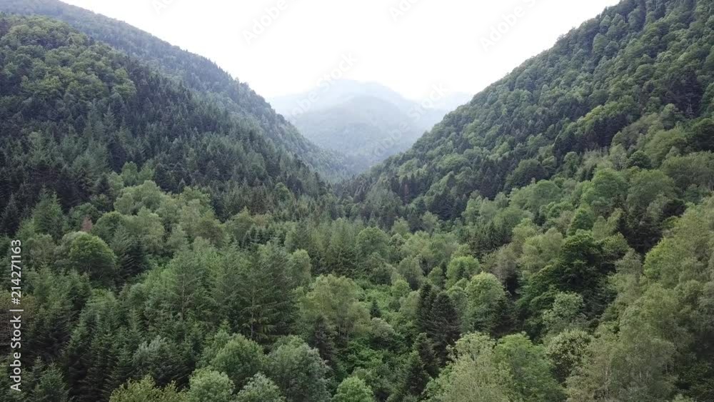 Fir forest