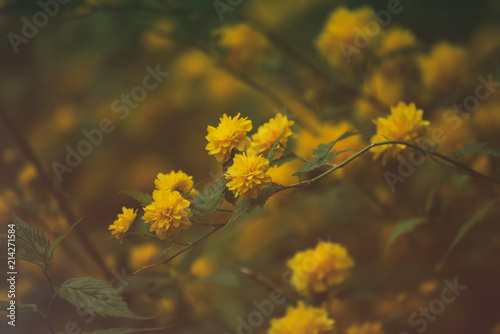 Summer yellow flowers, vintage hipster dark background