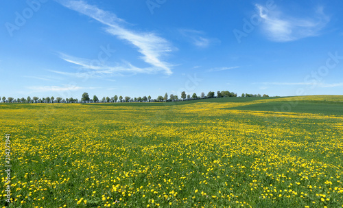 Ländliche Landschaft im Frühling mit großer Blumenwiese 