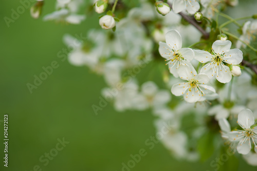 Blossoming of cherry flowers in spring time with green leaves, floral frame