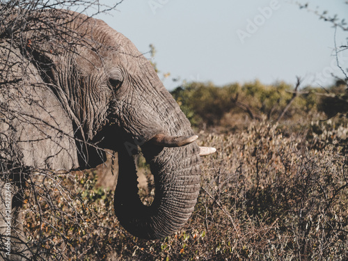 Eating Elephant Etosha