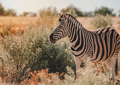 Etosha Zebra