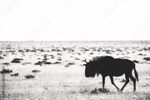 Namibia Gnu