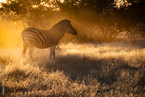 Zebra Morningsun
