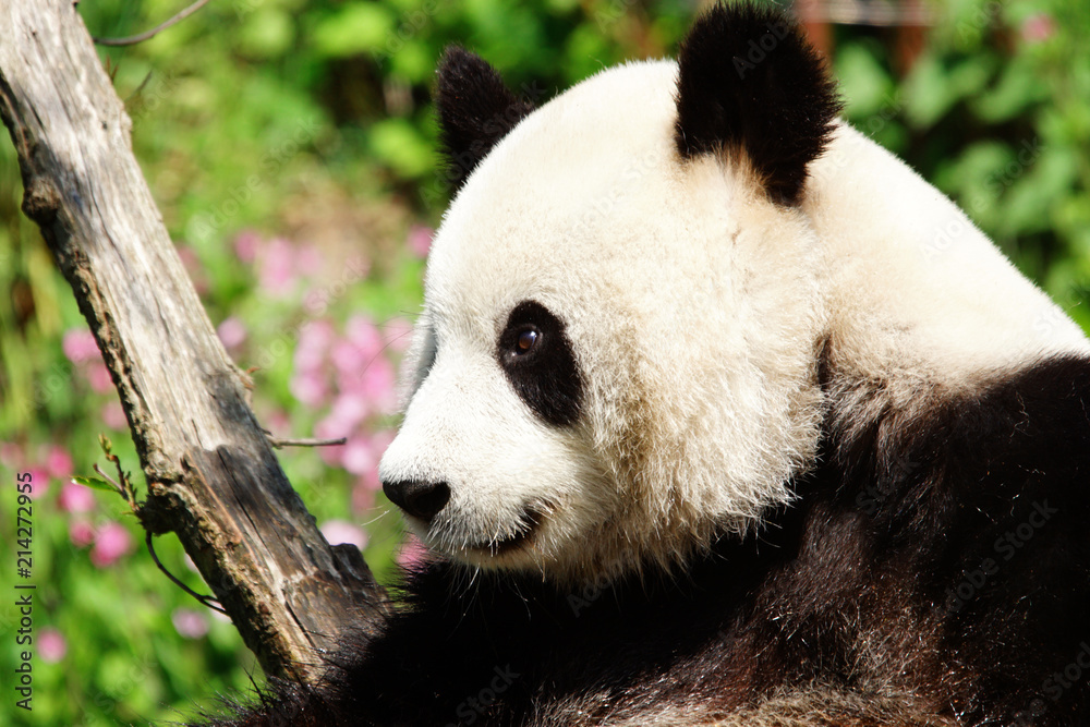 Panda géant et sa tête de peluche Panda géant et sa tête de peluche