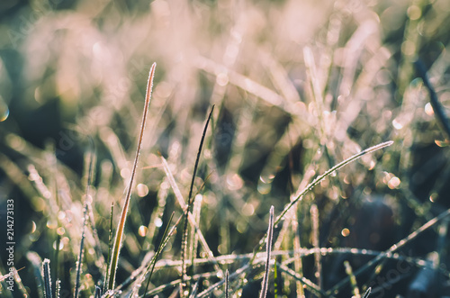 Frozen meadow grass, abstract seasonal vintage winter background © Roxana