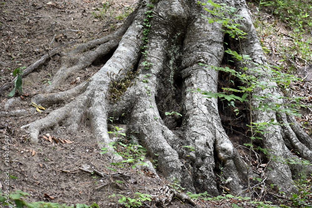 Tree roots on hill with graffiti Nags Head Woods Tree roots on hill with graffiti Nags Head Woods