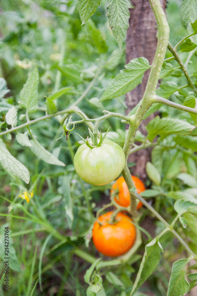 cultivated green vegetable