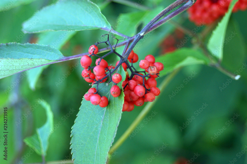 Clusters of red wild berries Clusters of red wild berries
